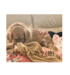 使いやすい！ダックスのレオくん！2（個別スタンプ：13）