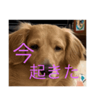 使いやすい！ダックスのレオくん！2（個別スタンプ：14）