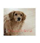 使いやすい！ダックスのレオくん！2（個別スタンプ：15）