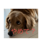 使いやすい！ダックスのレオくん！2（個別スタンプ：16）