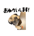 Pugゲッペイ（個別スタンプ：3）