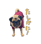 Pugゲッペイ（個別スタンプ：16）