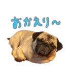 Pugゲッペイ（個別スタンプ：17）