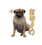 Pugゲッペイ（個別スタンプ：24）