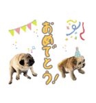 Pugゲッペイ（個別スタンプ：28）