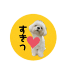 ねね空（マルチーズ）（個別スタンプ：1）