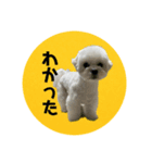 ねね空（マルチーズ）（個別スタンプ：2）