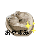 ねね空（マルチーズ）（個別スタンプ：4）