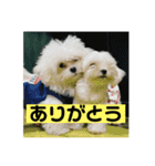ねね空（マルチーズ）（個別スタンプ：7）