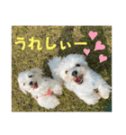 ねね空（マルチーズ）（個別スタンプ：8）