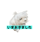 ねね空（マルチーズ）（個別スタンプ：11）
