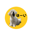 ねね空（マルチーズ）（個別スタンプ：15）