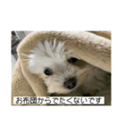 ねね空（マルチーズ）（個別スタンプ：16）