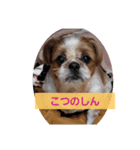 こっちゃん(4)（個別スタンプ：2）