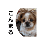 こっちゃん(4)（個別スタンプ：3）