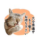 猫のまぐろ2（個別スタンプ：12）