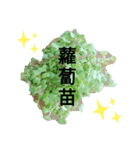 台湾人の繁体字で野菜のライン野菜写真（個別スタンプ：13）