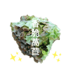 台湾人の繁体字で野菜のライン野菜写真（個別スタンプ：26）