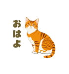 猫図鑑：日常万能編（個別スタンプ：8）