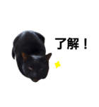 黒猫のクロ【CAT】❤️（個別スタンプ：3）