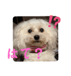 ひなたちゃんスタンプ第5弾（個別スタンプ：15）