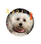 ひなたちゃんスタンプ第5弾（個別スタンプ：17）