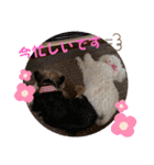 ひなたちゃんスタンプ第5弾（個別スタンプ：23）