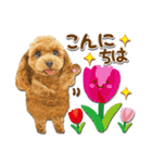 春❤️敬語❤️使えるかわいい犬❤️プードル（個別スタンプ：2）
