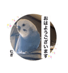 わたしむぎちゃん2（個別スタンプ：1）