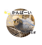 わたしむぎちゃん2（個別スタンプ：19）