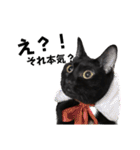 我が家黒猫じじちゃん（個別スタンプ：2）