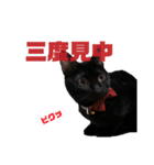我が家黒猫じじちゃん（個別スタンプ：3）