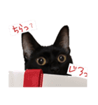 我が家黒猫じじちゃん（個別スタンプ：6）