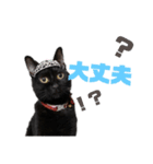 我が家黒猫じじちゃん（個別スタンプ：10）