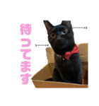 我が家黒猫じじちゃん（個別スタンプ：14）