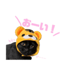 我が家黒猫じじちゃん（個別スタンプ：16）