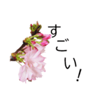 *花*桜（個別スタンプ：2）