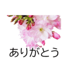 *花*桜（個別スタンプ：3）