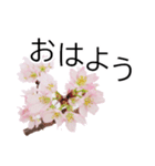 *花*桜（個別スタンプ：4）