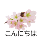 *花*桜（個別スタンプ：5）