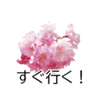 *花*桜（個別スタンプ：6）