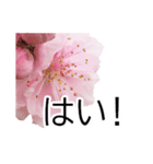 *花*桜（個別スタンプ：7）