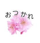 *花*桜（個別スタンプ：9）