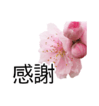 *花*桜（個別スタンプ：10）