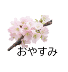 *花*桜（個別スタンプ：11）