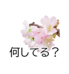 *花*桜（個別スタンプ：12）