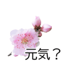 *花*桜（個別スタンプ：14）