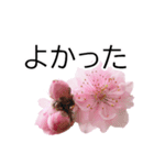 *花*桜（個別スタンプ：15）