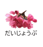 *花*桜（個別スタンプ：16）