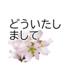 *花*桜（個別スタンプ：17）